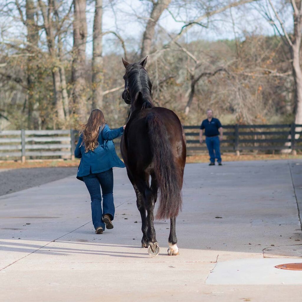 Lameness examination for horse, lameness work-up space in equine veterinary practice.