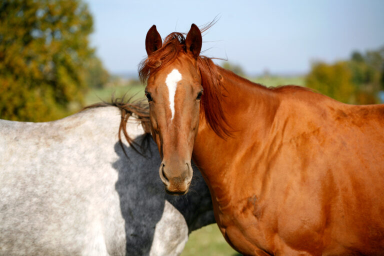 Grey and bay thoroughbred horses together in the summer meadow