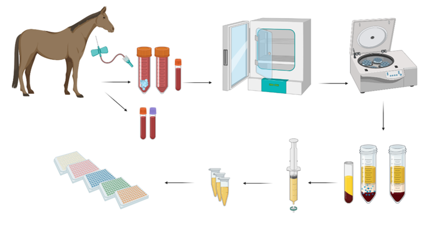 In a 2023 study, Fjordbakk et al. drew blood from healthy horses and incubated it in three different tubes at 37 C for 22-24 hours before centrifugation and serum collection. Serum concentrations of cytokines and growth factors were determined by ELISA analyses.