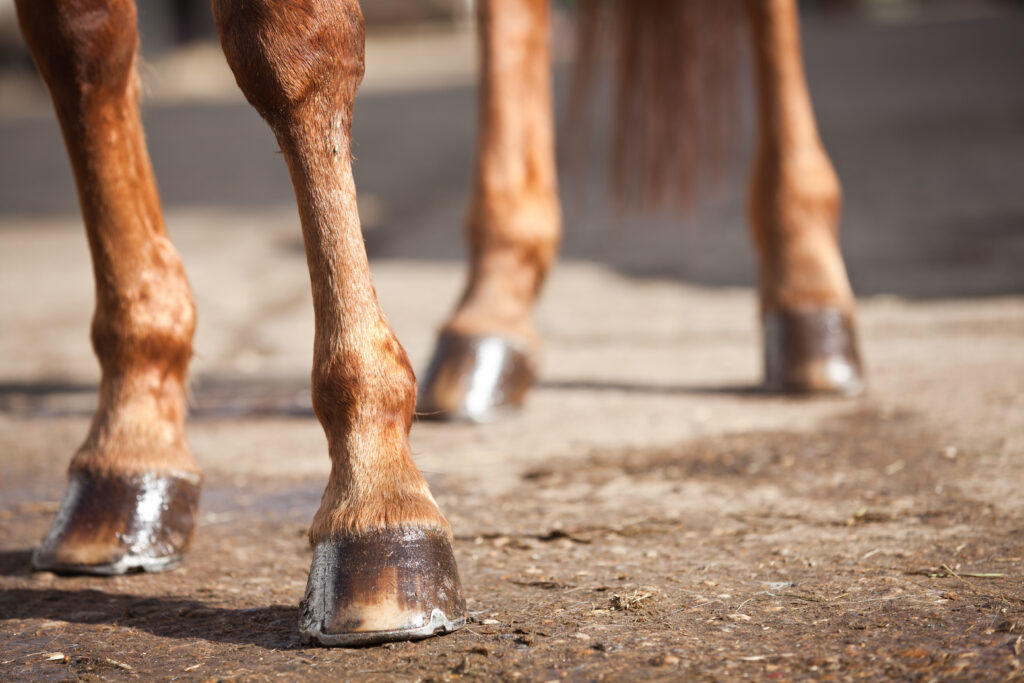 Horse hooves, representing lamellar structural failure in performance horses