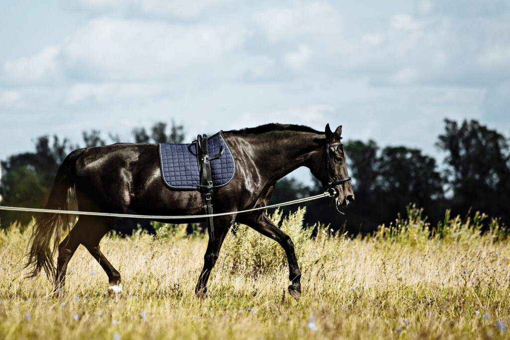 Horse longeing as part of a kissing spines rehabilitation program.