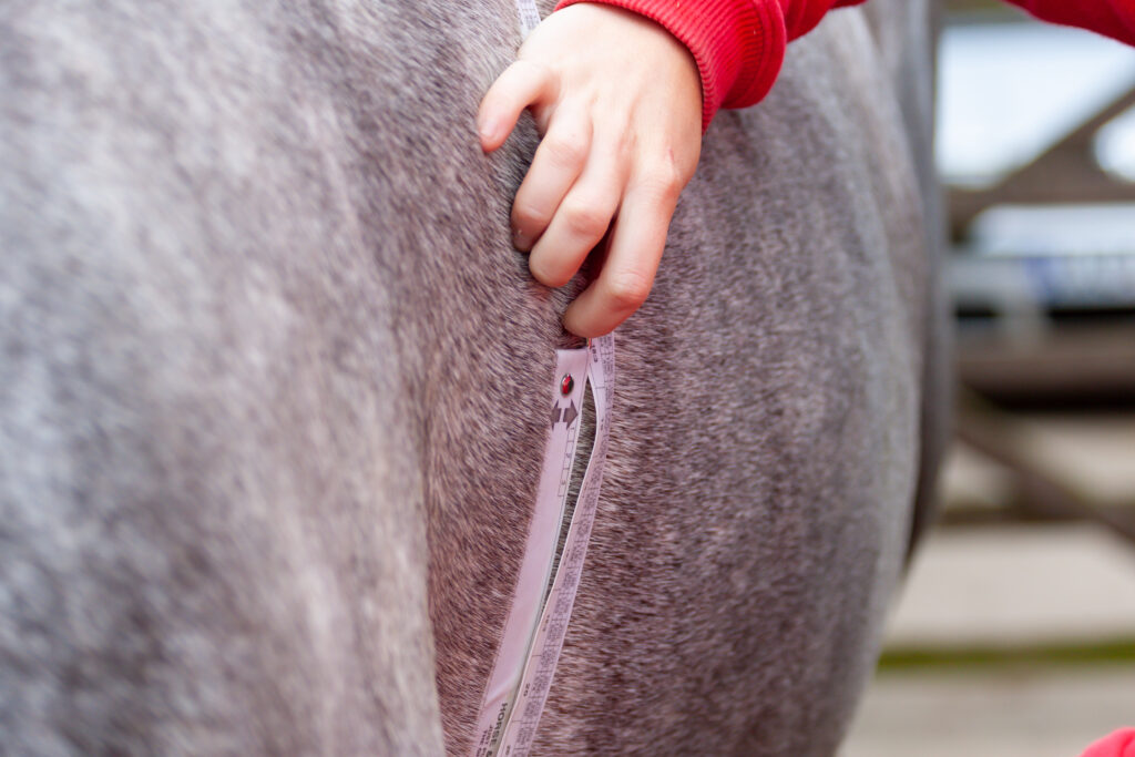 Horse being weighed with a weight tape, one step towards better antimicrobial stewardship in equine practice.