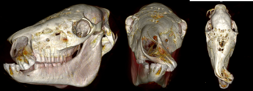 CT scan of Quarter Horse filly with wry nose. 