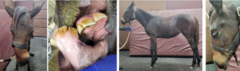 Wry nose filly before