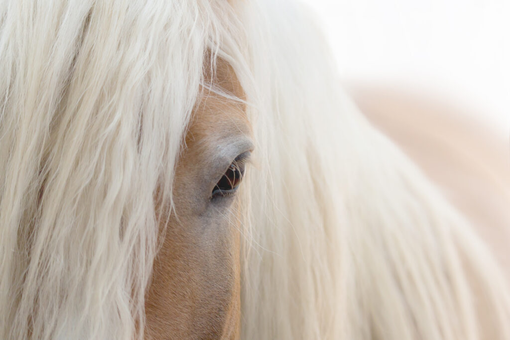 Close-up photo of a Haflinger, a breed that is prone to developing ocular squamous cell carcinoma.