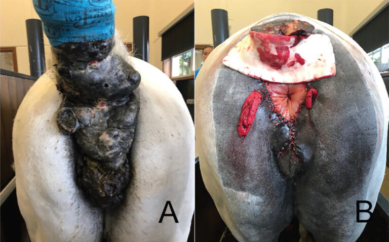 2 full-javma.24.12.0816