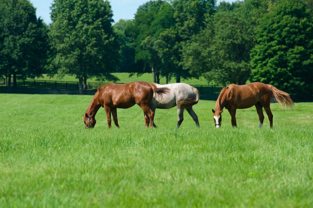 Horses grazing, horses at risk for equine grass sickness