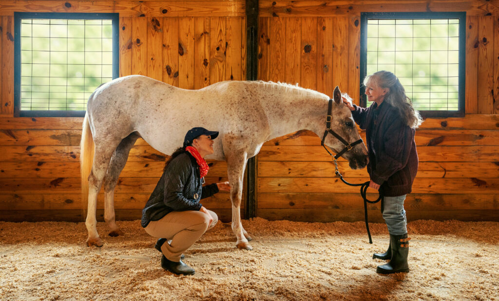 Veterinarian evaluating a horse's soft tissue injury. 