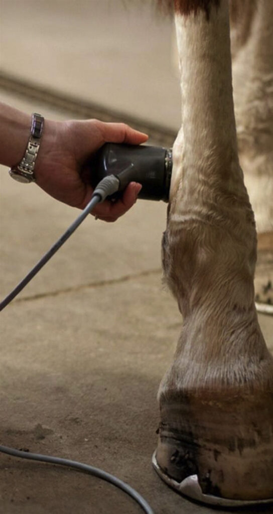 Therapeutic ultrasound, a rehabilitation modality for an equine soft tissue injury.
