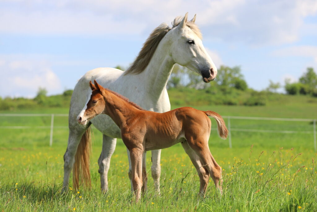 Broodmare and foal
