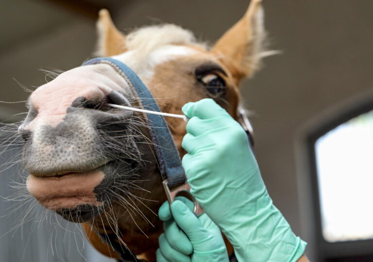 Muenchehofe, Detailaufnahme, Tupferprobe wird bei einem Pferd aus einer Nuester entnommen