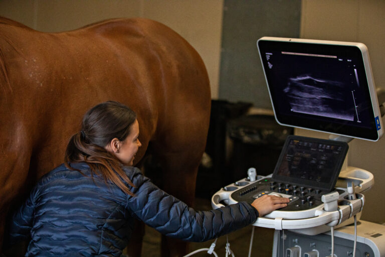 Equine Ultrasound Exam