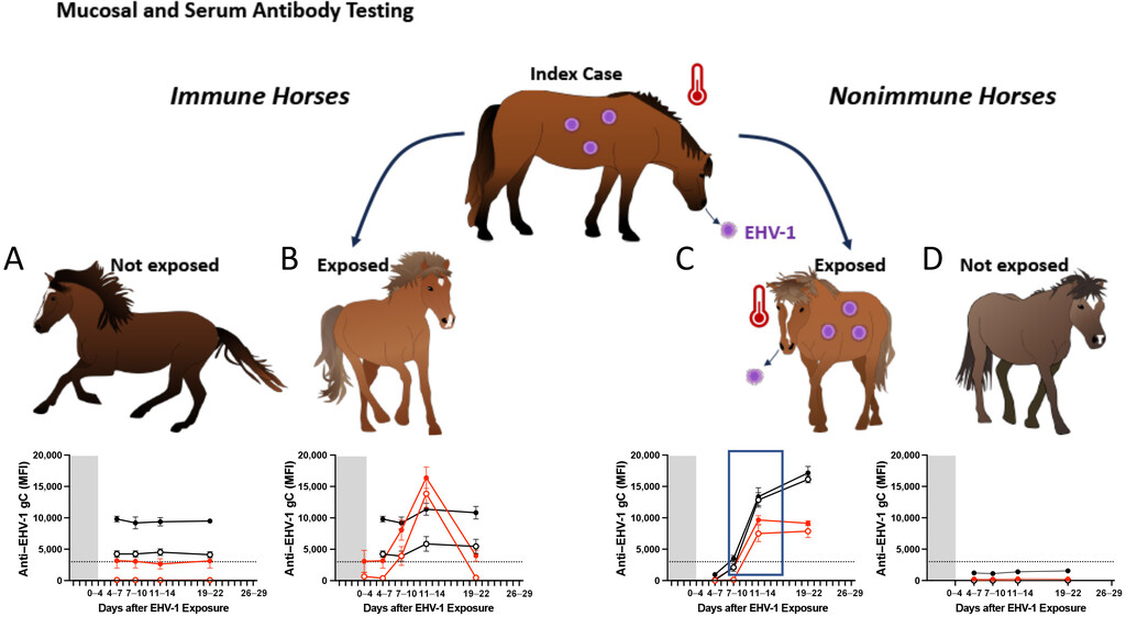 Serum and mucAbs as diagnostic tools to categorize immune and nonimmune horses during an EHV-1 outbreak.