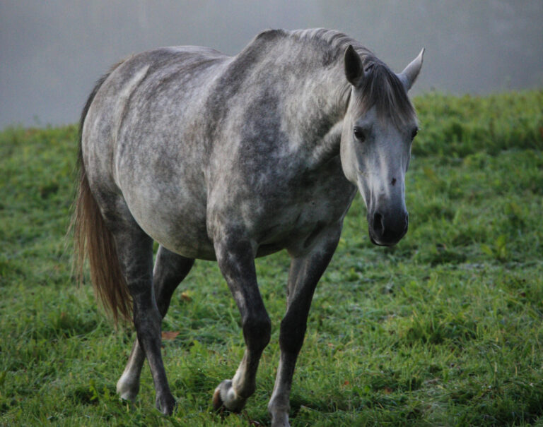 A grey pregnant mare in the morning mist