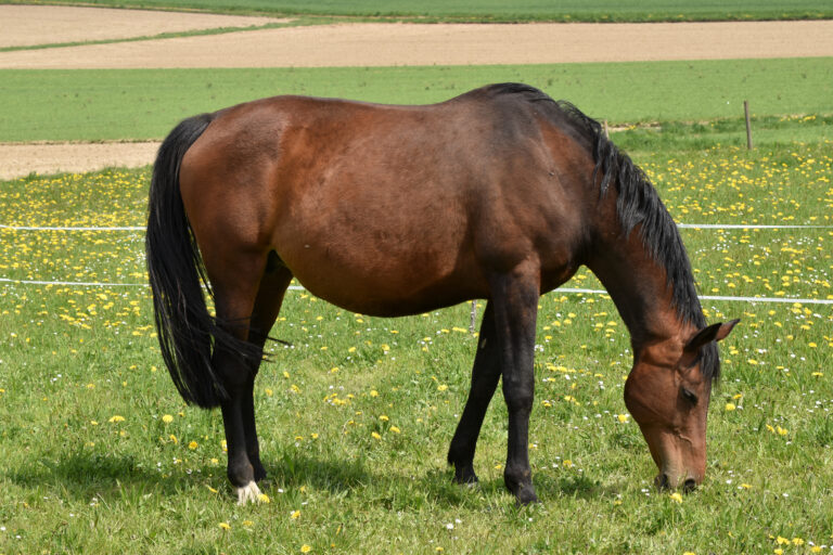 Tragende Warmblutstute