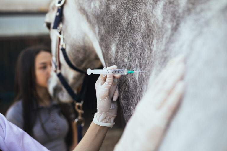 Vet giving injection to a horse. Selective focus on vet's hand