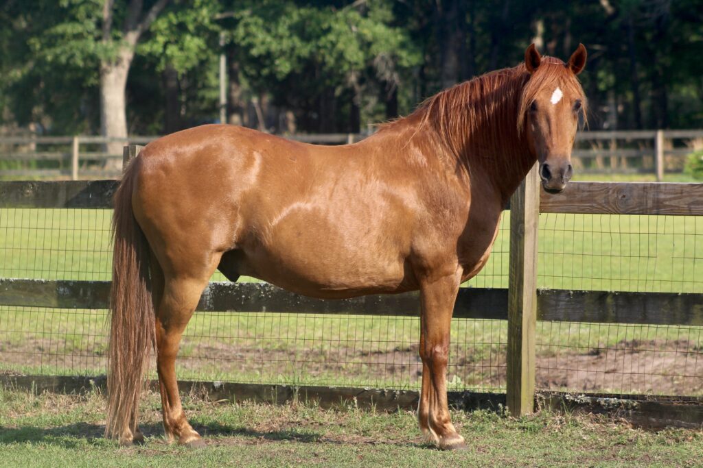 Obese pony, at risk for laminitis. 