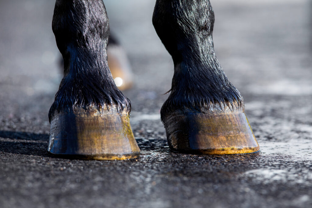 Horse hooves, horse laminitis, which could benefit from cryotherapy