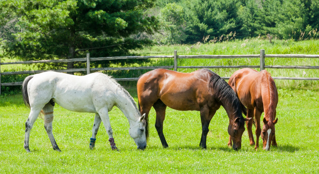 Horses grazing together, which is important for their welfare.