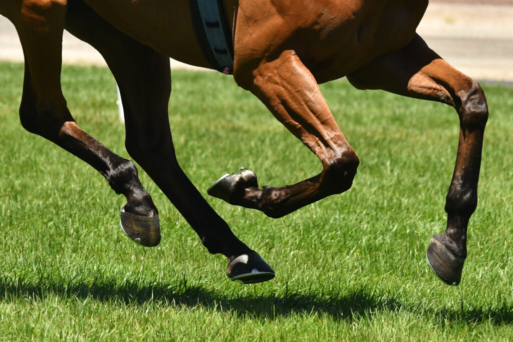 Horse cantering on grass. 