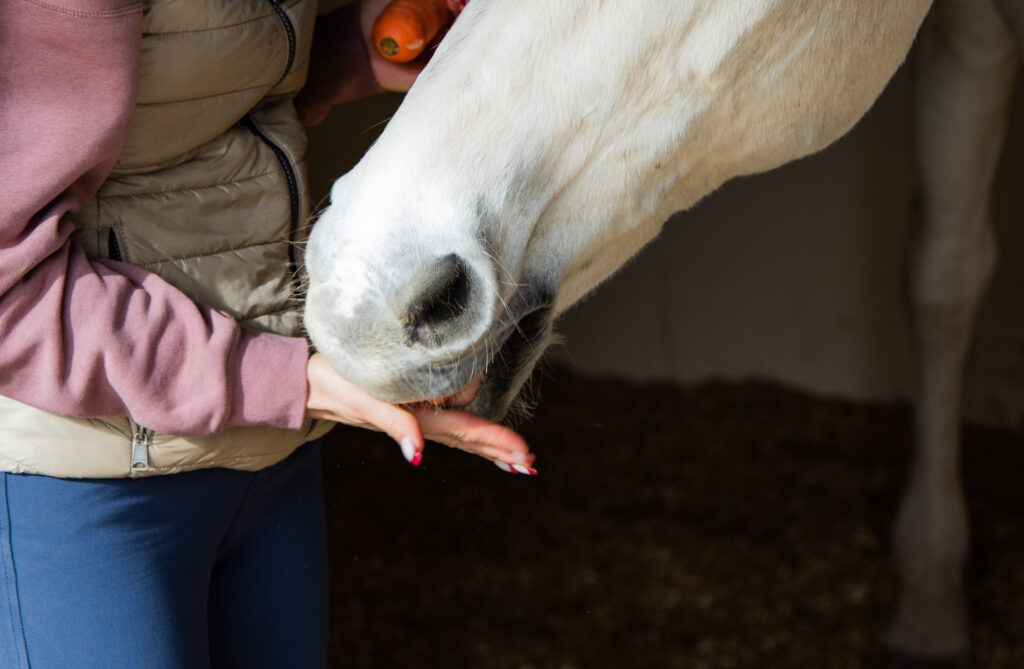 Woman giving horse a treat. 