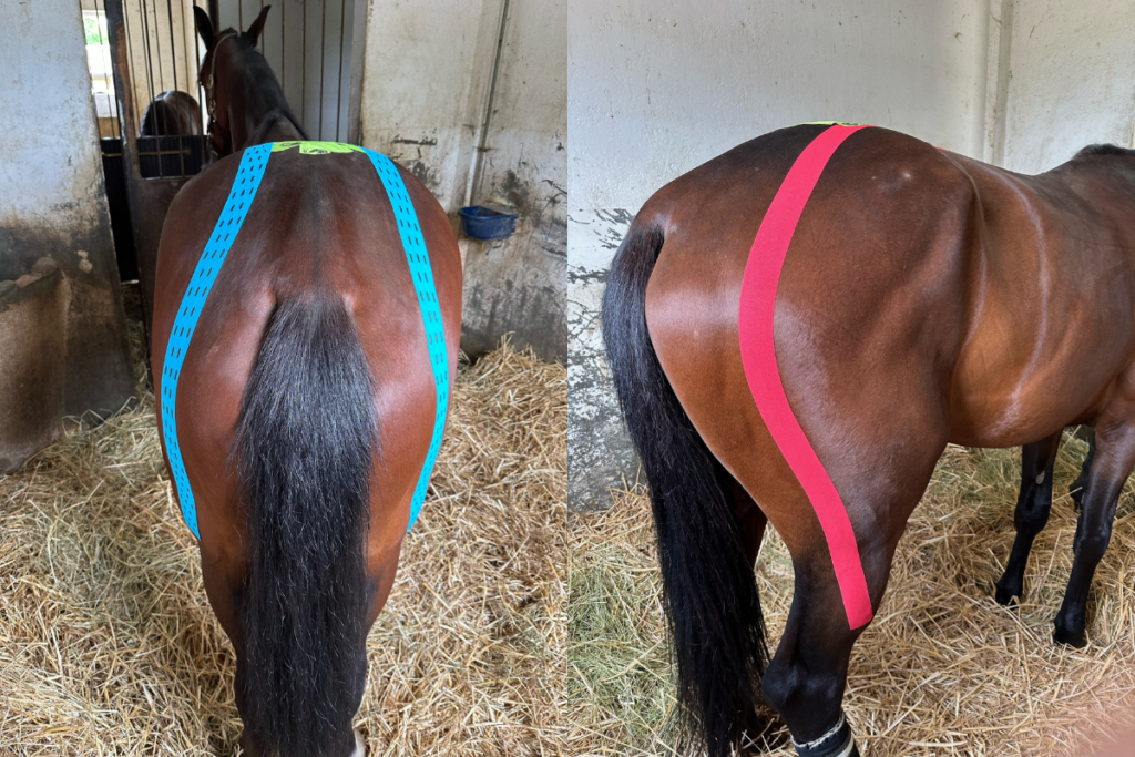 Kinesiology tape applied to a horse. 