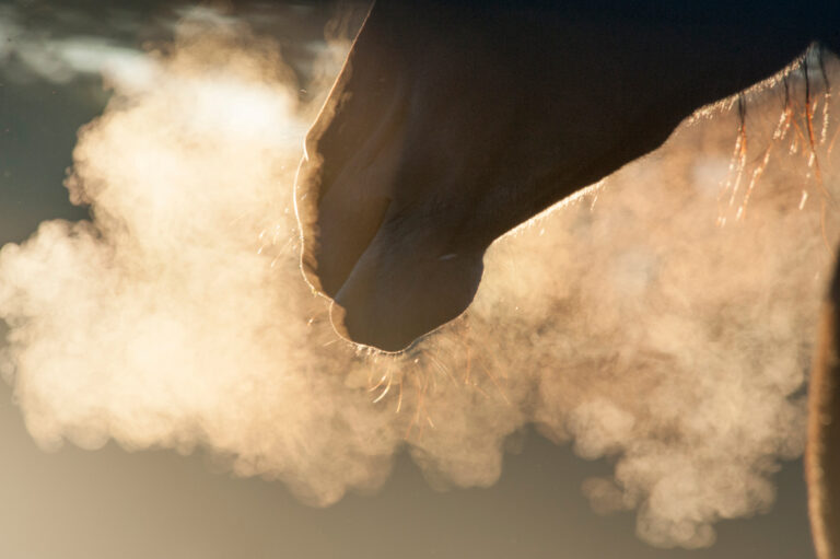 breath vapor from horse mare backlit in early morning light