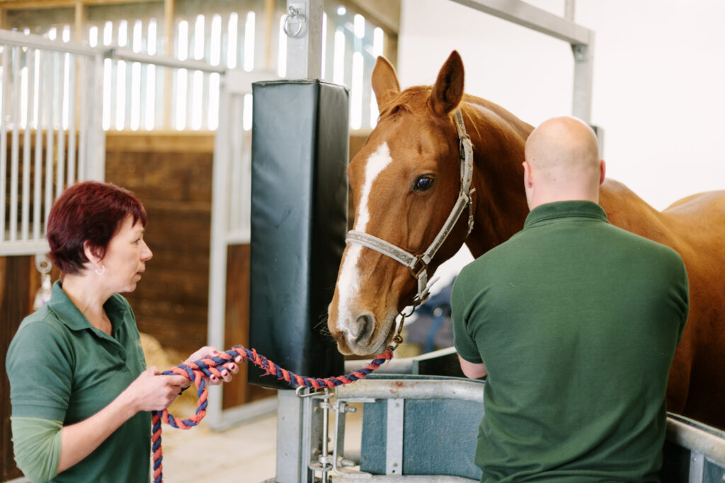 Two veterinarians examining a horse at a haul-in facility.