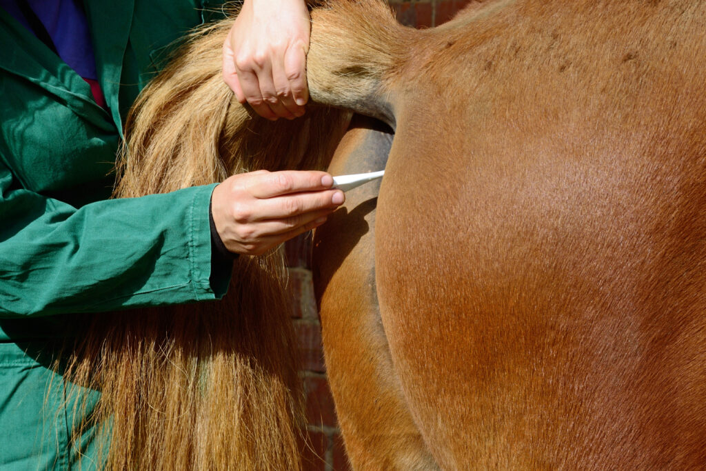 Veterinarian taking a horse's rectal temperature, which is a key step for managing EHV-1 outbreaks. 