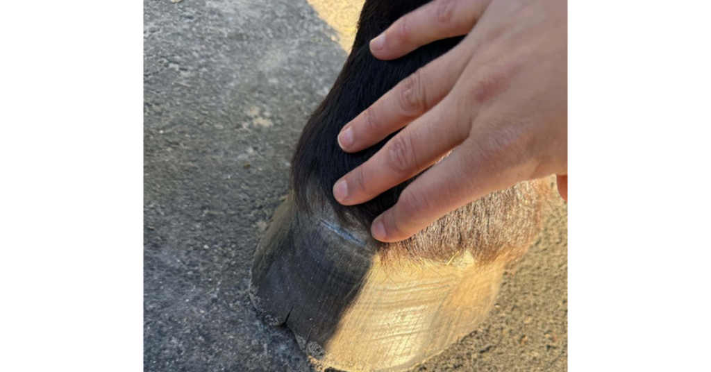 Researchers use rasp line to measure hoof growth from the coronary band. 