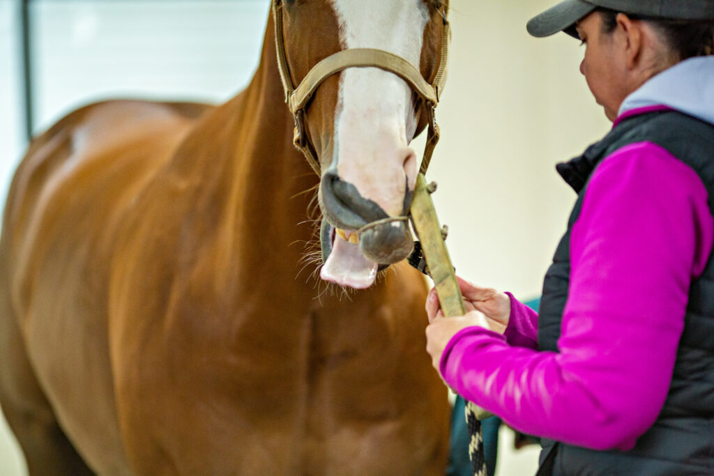 Horse with a lip twitch applied