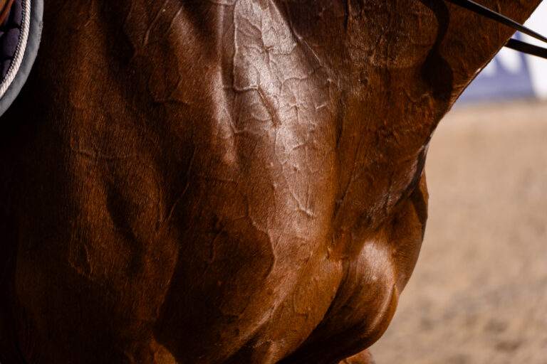 Detail of the chest, muscles and veins of a bay competition showjumping horse