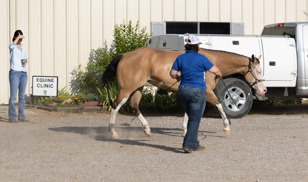 Veterinarian performing a pre-purchase exam on a horse.