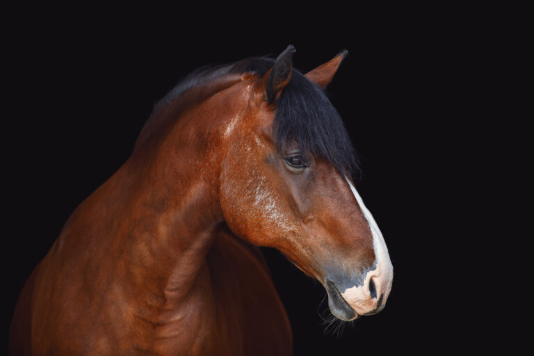portrait of old draft mare horse with long mane isolated on black background