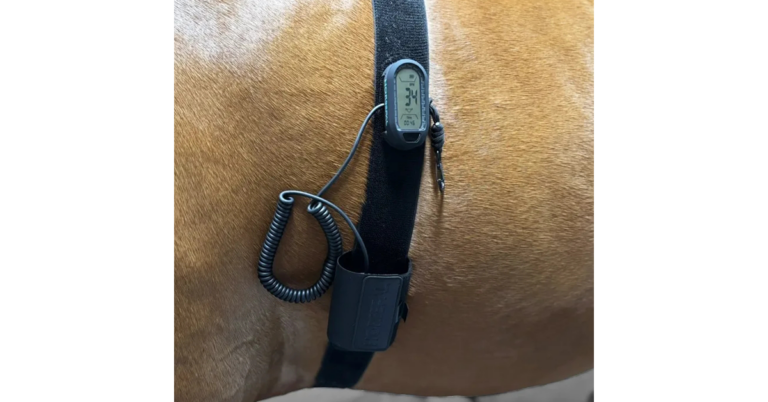 Horsepal belt