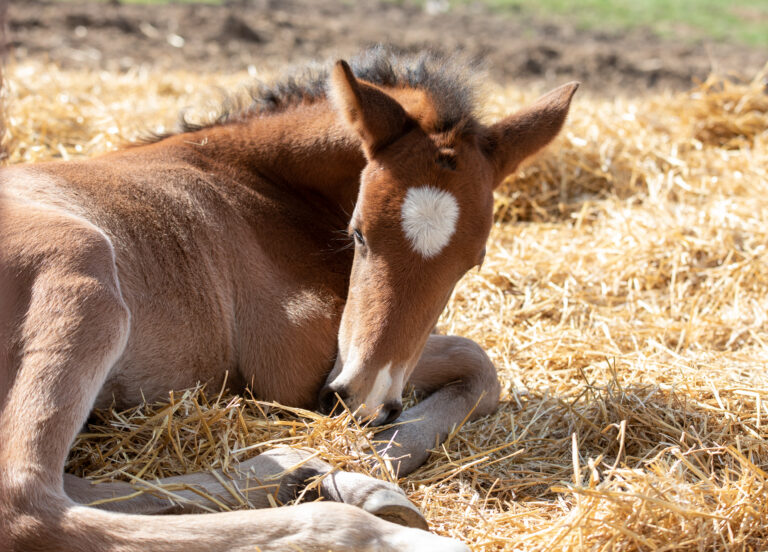 foal sleeping