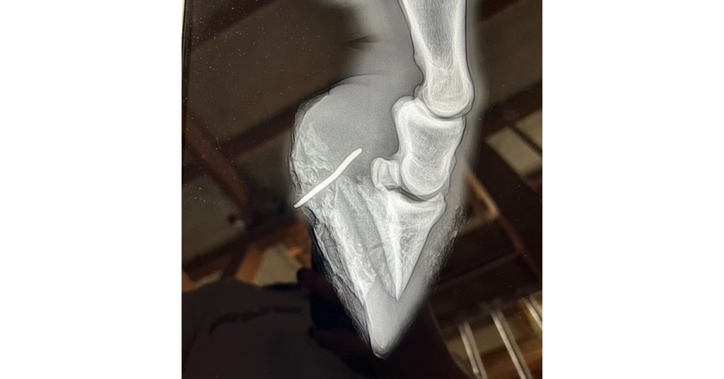 Radiograph showing a puncture wound to a horse's hoof. 