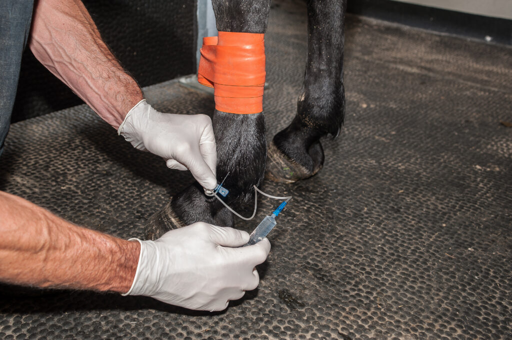 Equine regional limb perfusion. 