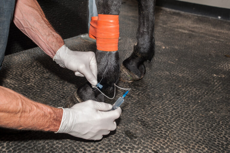 Radiographie et échographie d'un cheval et fouille d'une jument avec prise de sang et fibroscopie nasale brossage des dents électrique et ophtalmo-graphie problèmes respiratoire