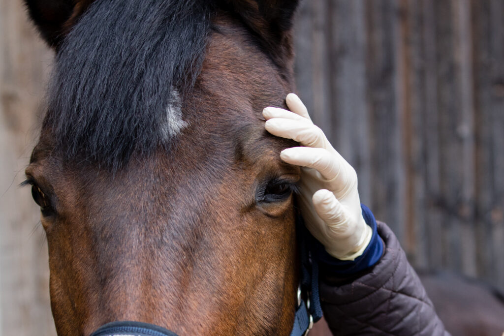 Veterinarian treating a horse's eye. 