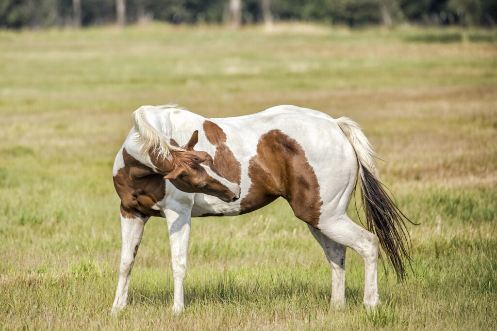 Paint mare in a field looking at her flank. 