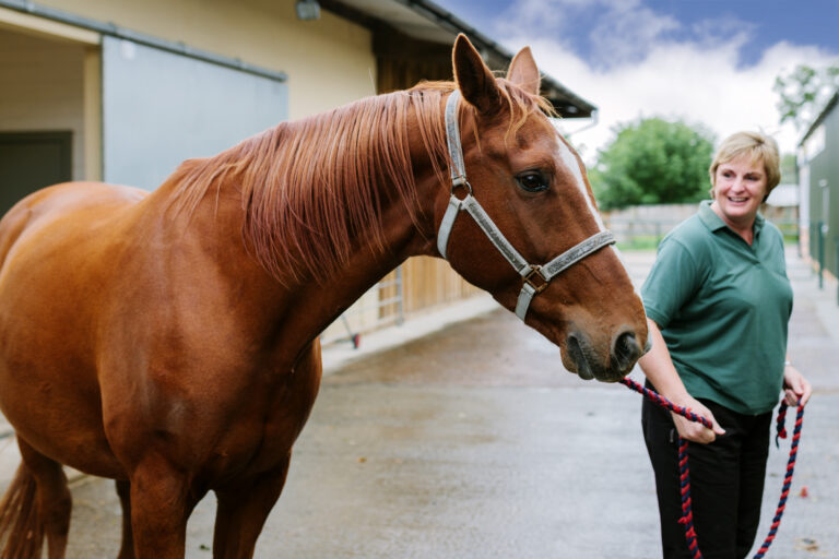Equine Veterinary Hospital