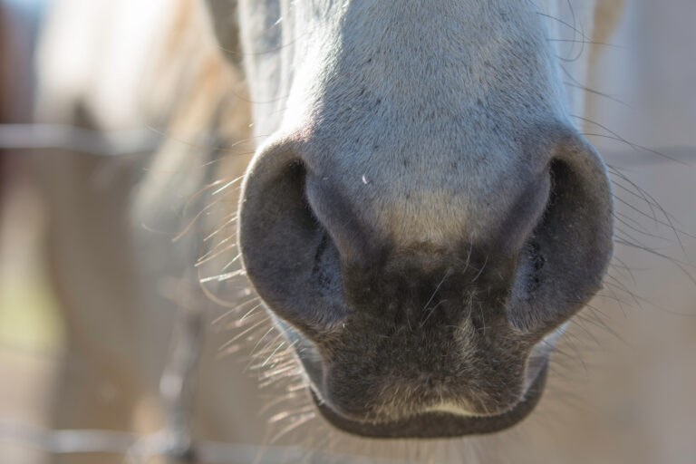 Close up of horse's muzzle