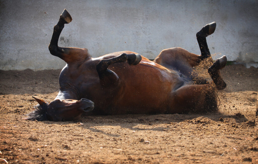 Horse rolling, representing equine strangulating lipoma colic. 