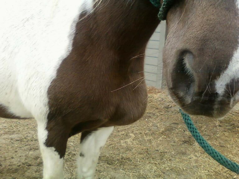 Figure45_Pigeon fever