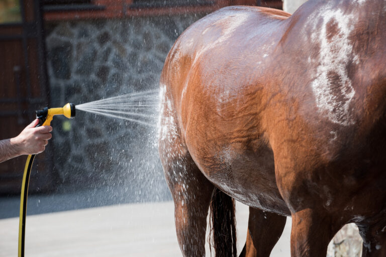 Cropped shot of person washing brown purebred horse outdoors