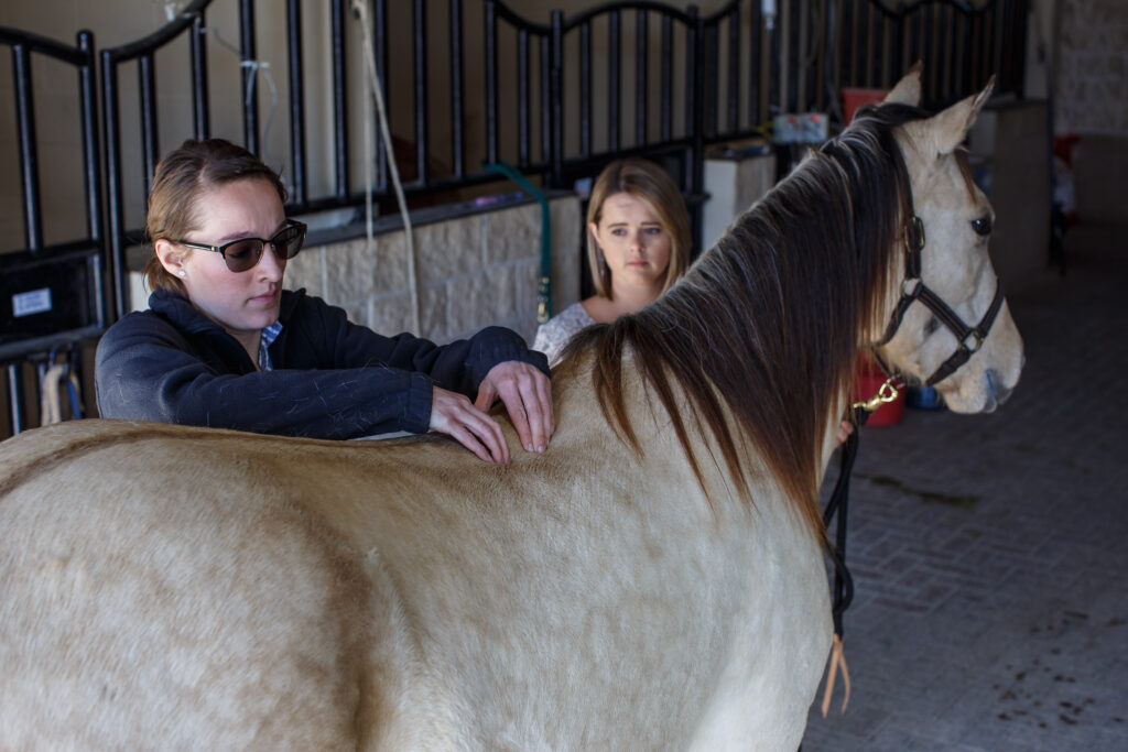 Veterinarian palpating horse's back.