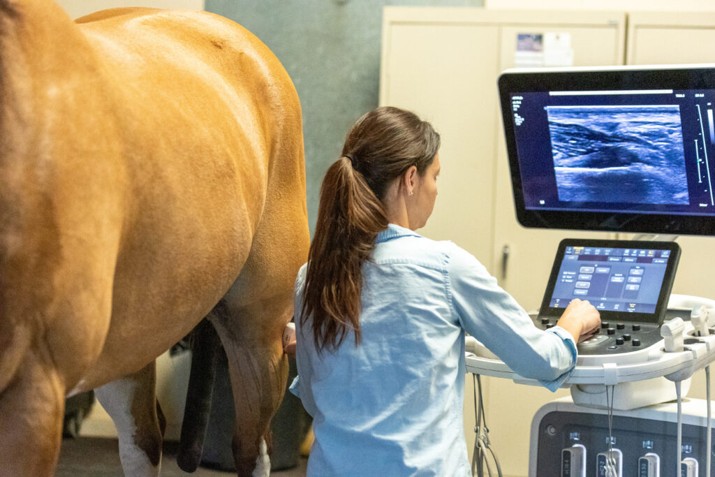 Equine veterinarian performing an ultrasound on a horse.