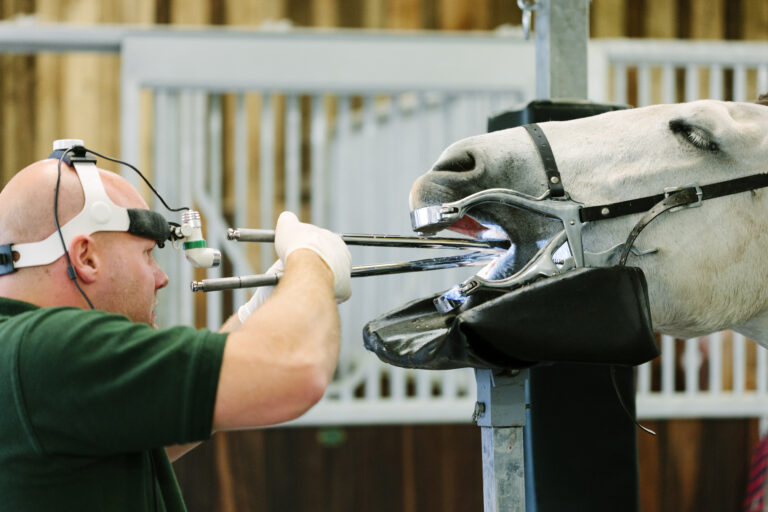 Equine dentist
