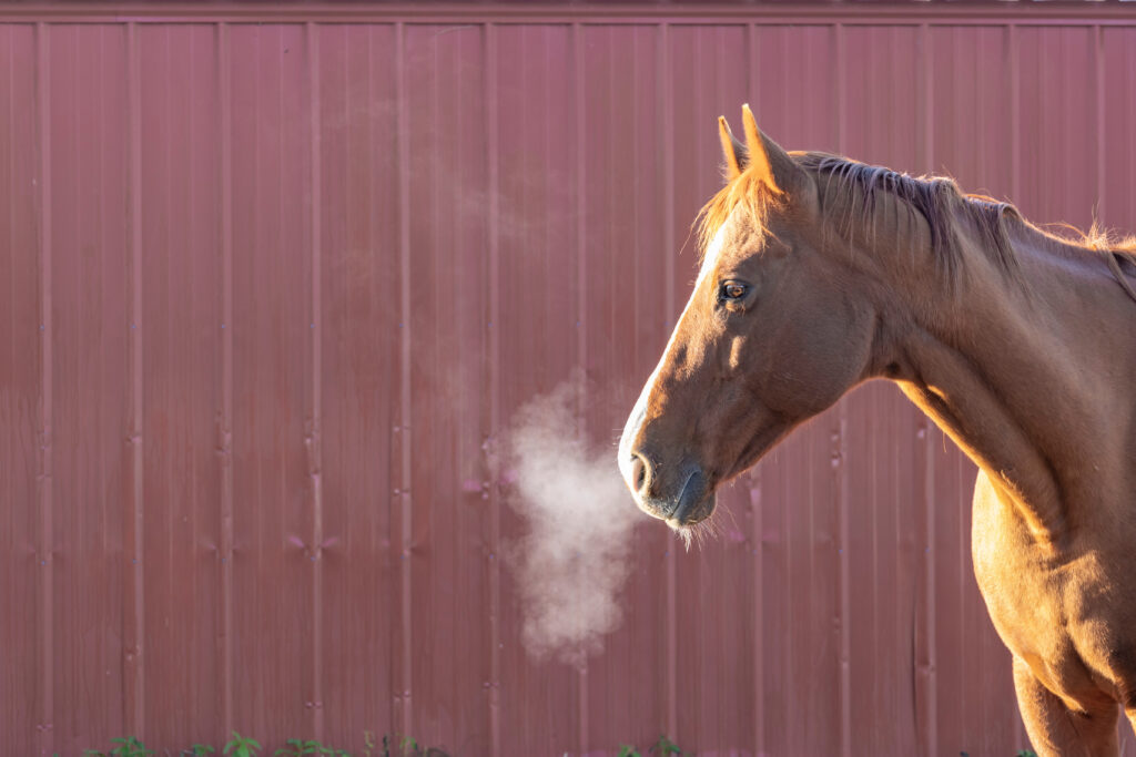 Horse breathing, illustrating a horse with an upper respiratory disorder. 